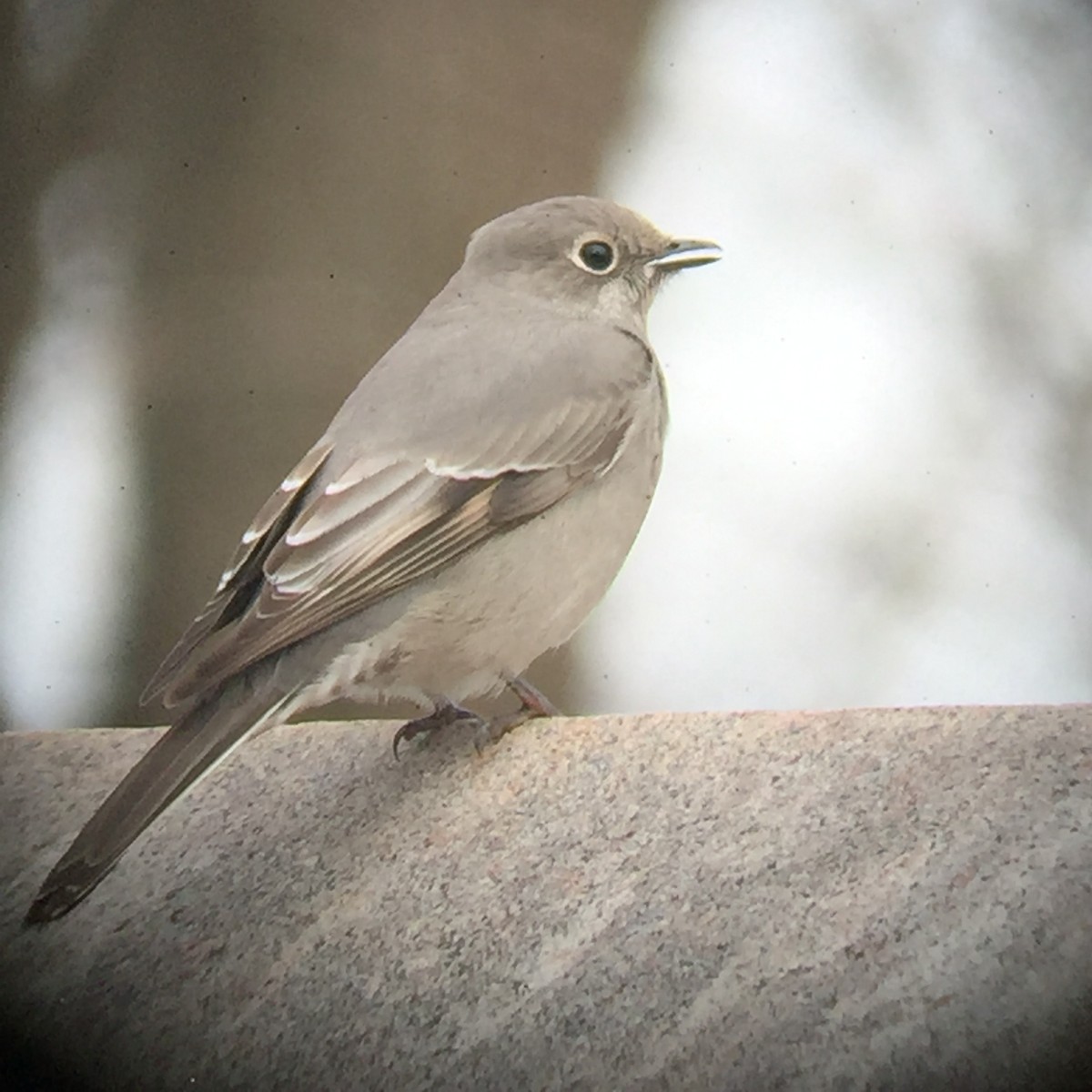Townsend's Solitaire - Brian Cunningham