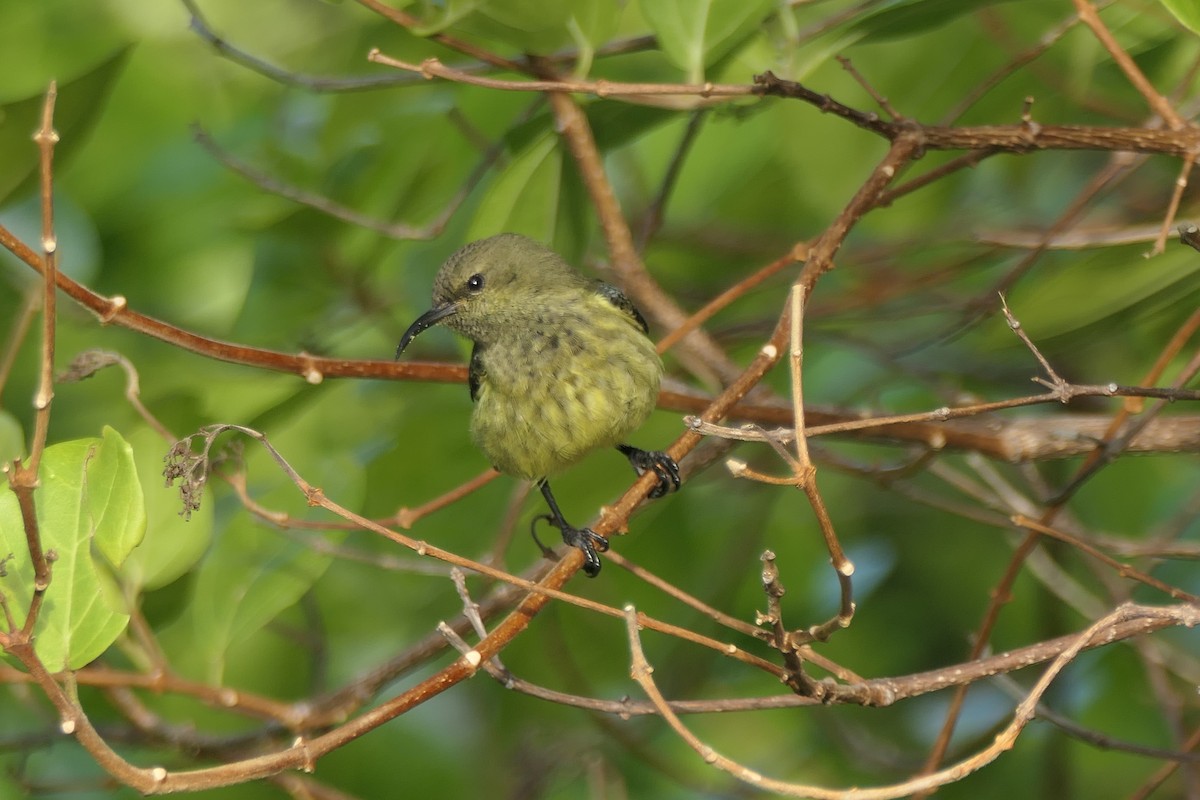 Souimanga Sunbird (Abbott's) - ML453044101