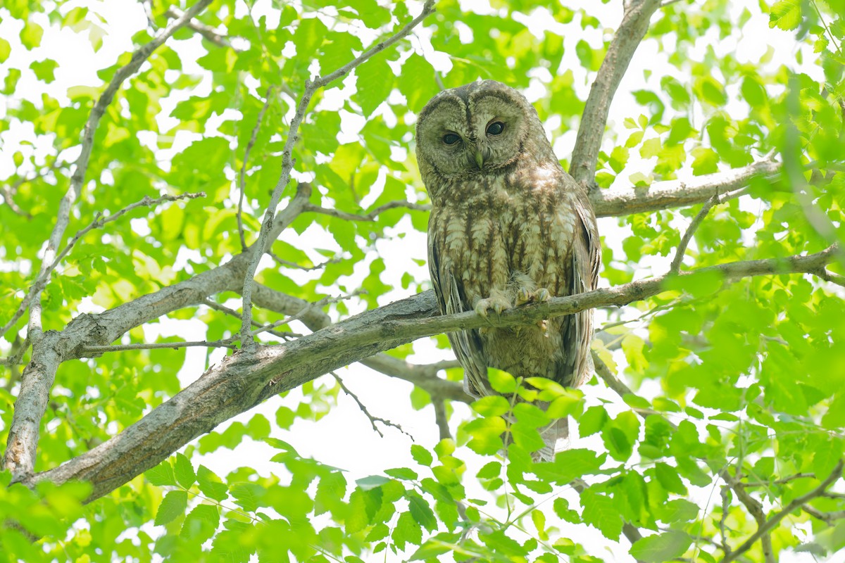 Himalayan Owl - ML453047831