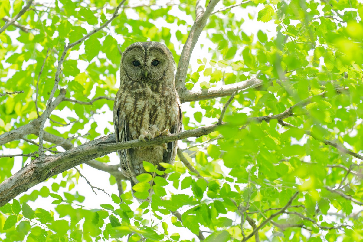 Himalayan Owl - ML453047861