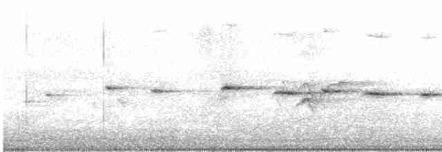 Віялохвістка північна (підвид isura) - ML453051211