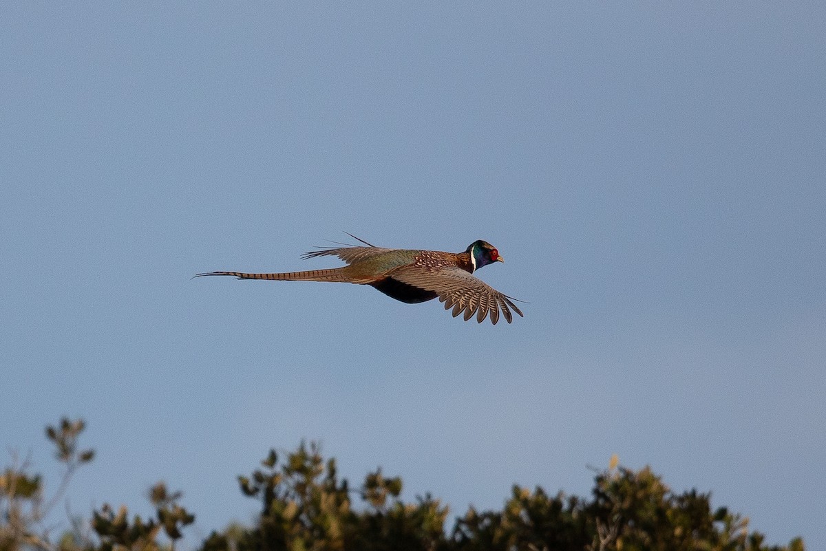 Ring-necked Pheasant - Aaron Skelton