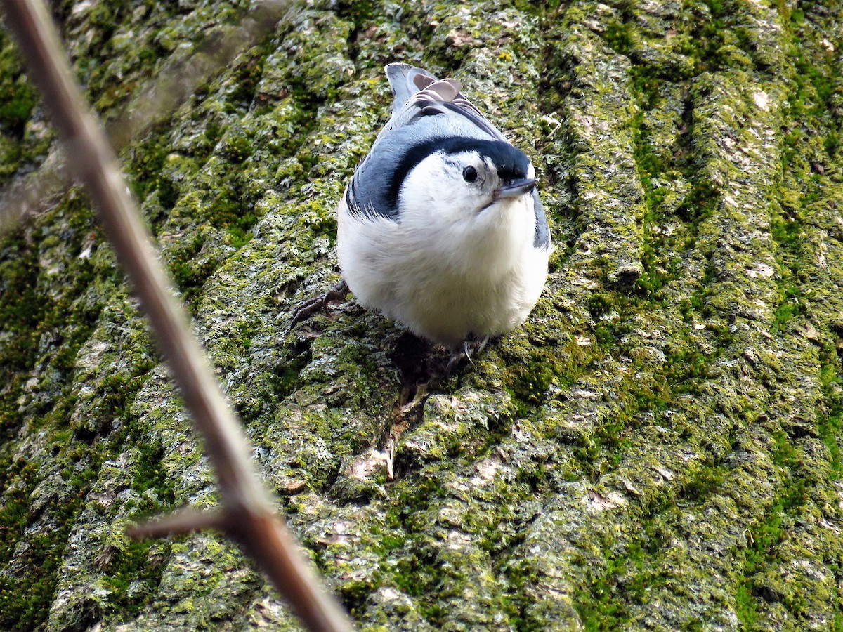 White-breasted Nuthatch - ML45305711