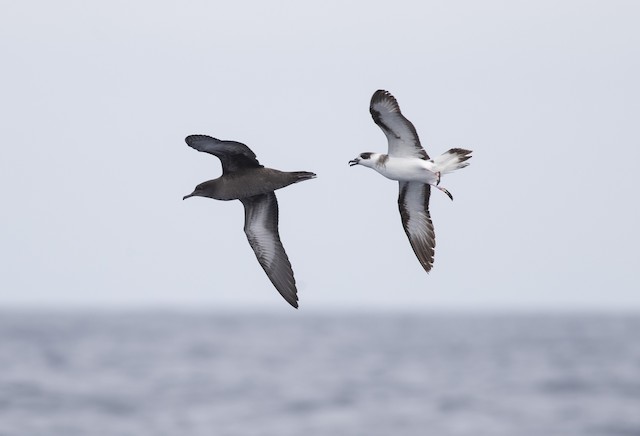 Black-capped Petrel and Sooty Shearwater (<em class="SciName notranslate">Ardenna grisea</em>). - Black-capped Petrel - 