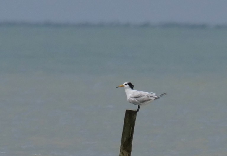 Chinese Crested Tern - ML453063621
