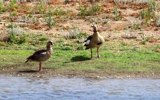 Egyptian Goose, ML453064231