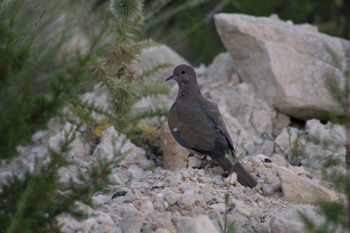 Laughing Dove - ML453064671