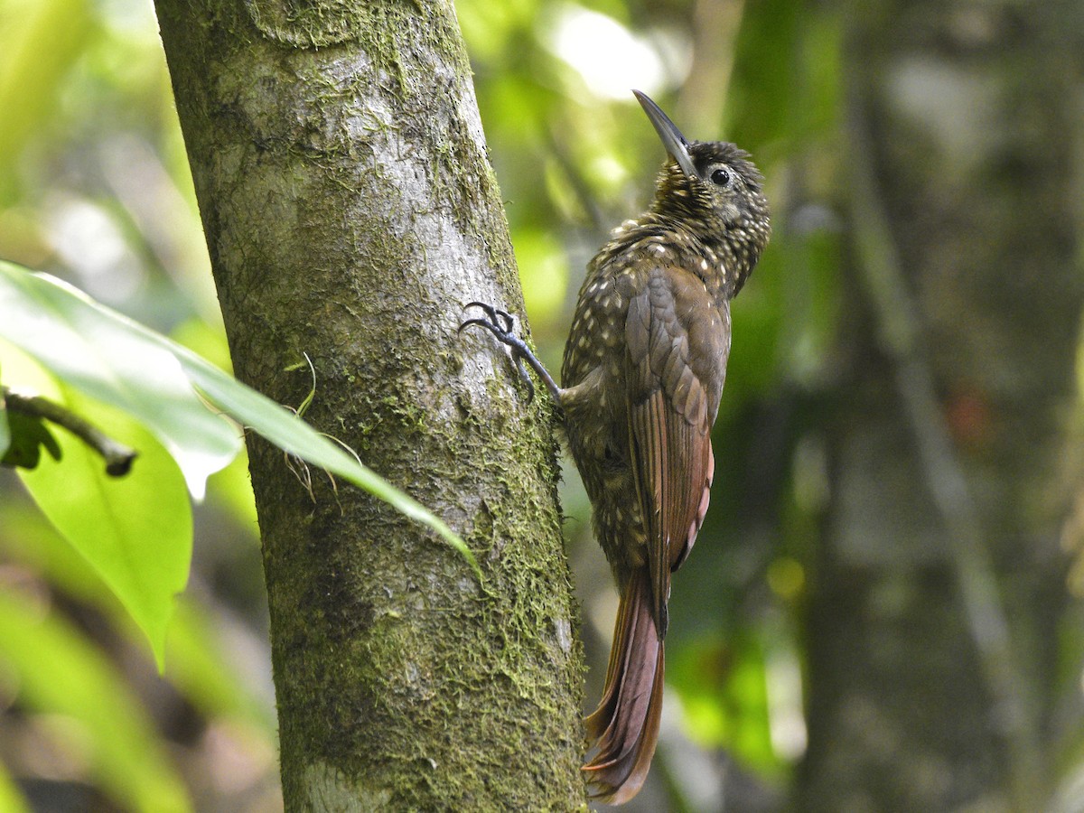 Spotted Woodcreeper - ML453066211
