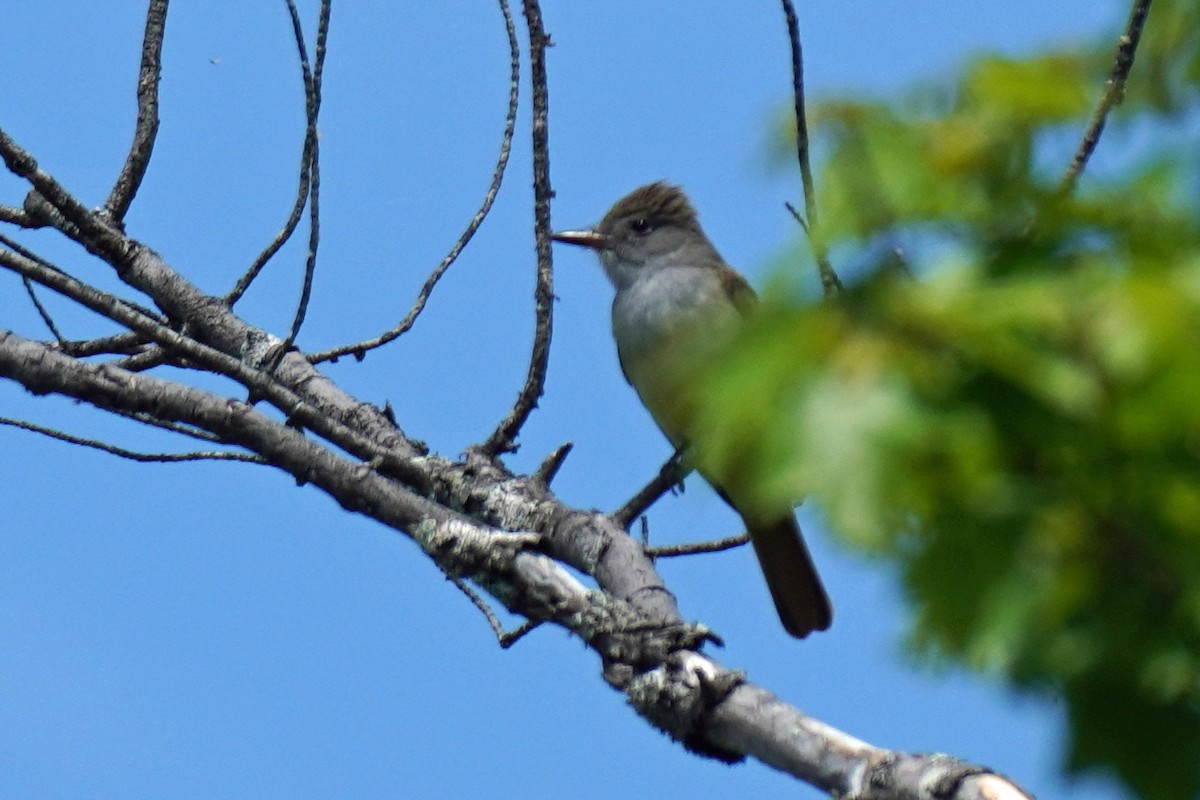 Great Crested Flycatcher - ML453068331