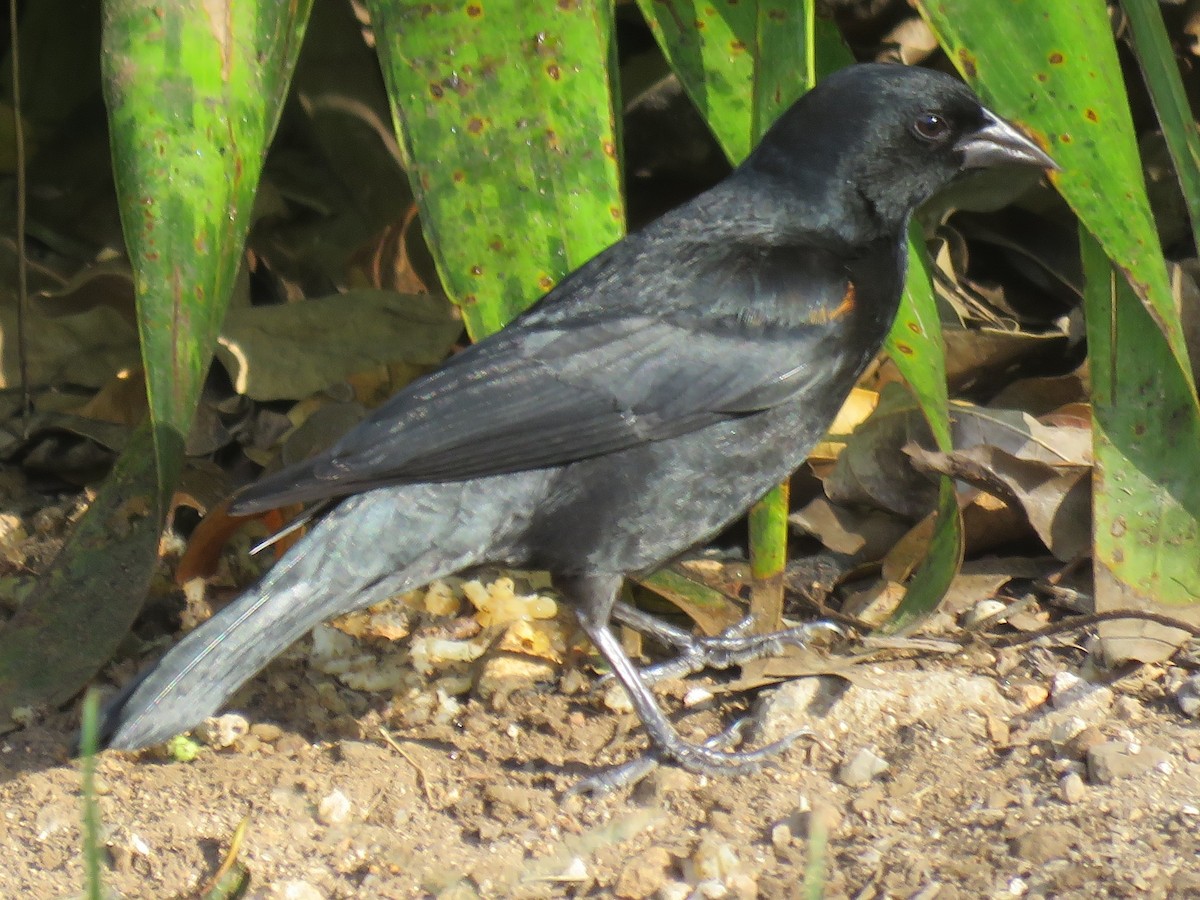 Tawny-shouldered Blackbird - Kent Fiala