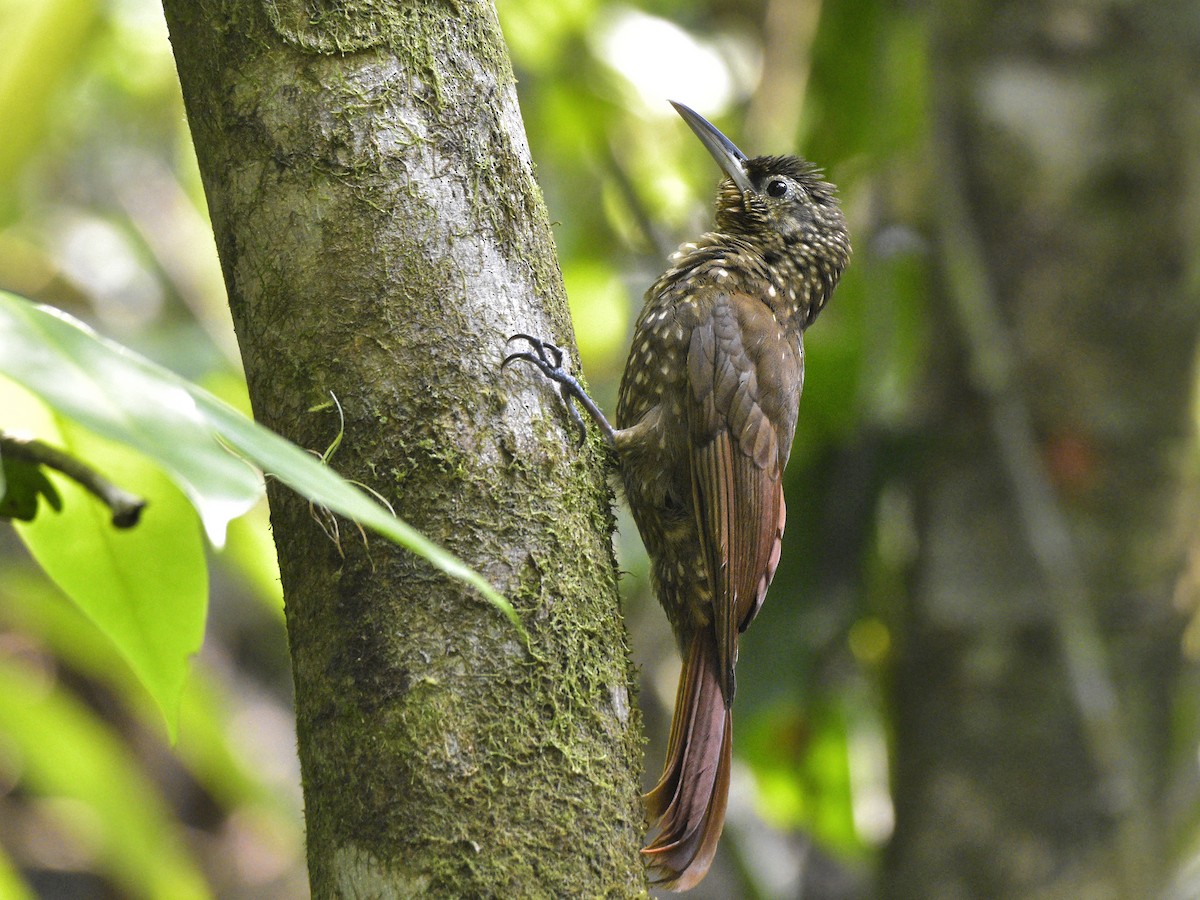 Spotted Woodcreeper - ML453069131