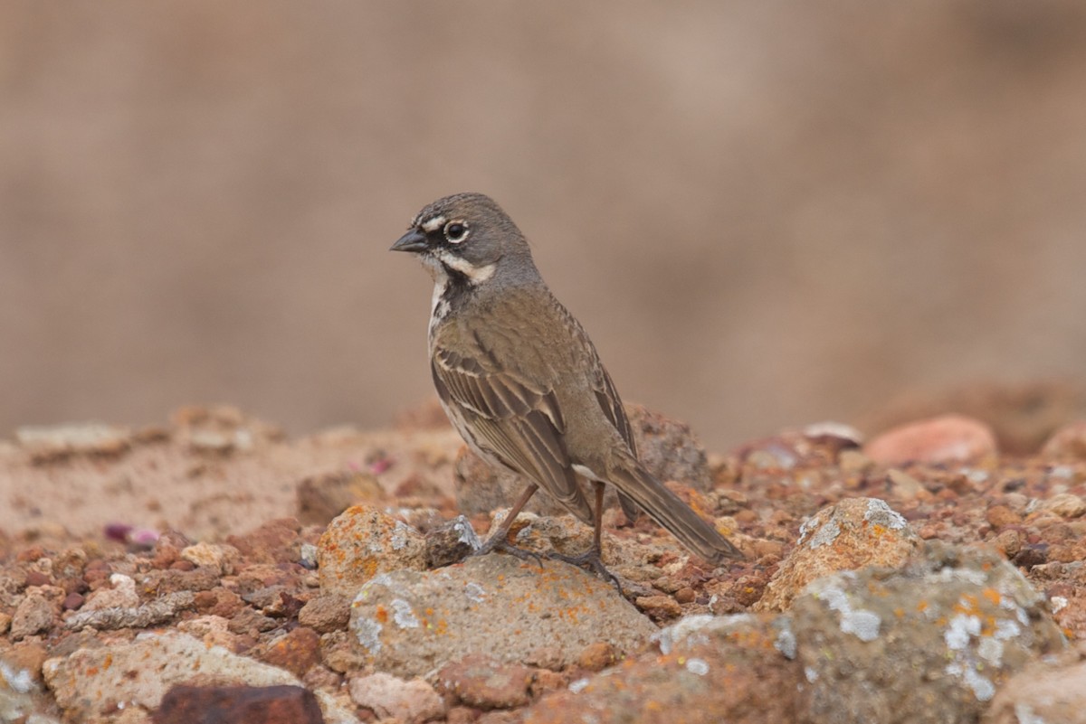 Bell's Sparrow (clementeae) - Matt Brady