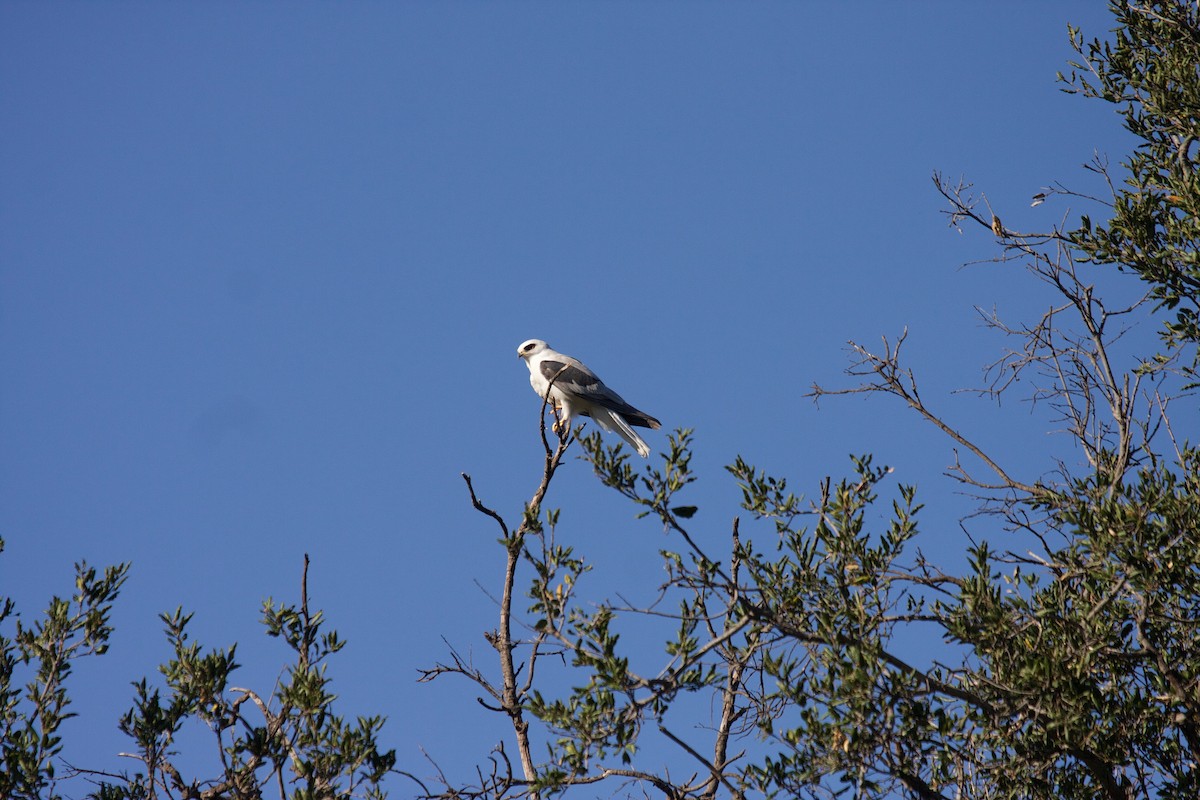 White-tailed Kite - Matt Brady