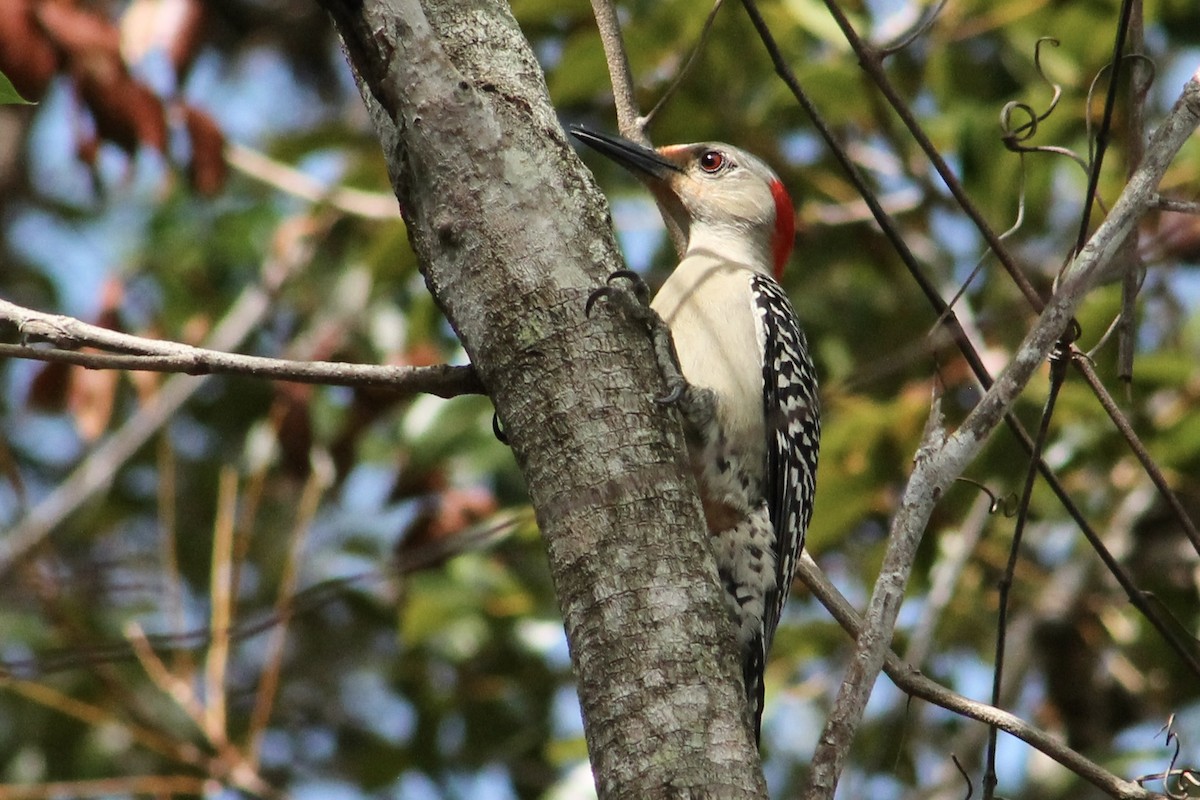 Red-bellied Woodpecker - ML453073511