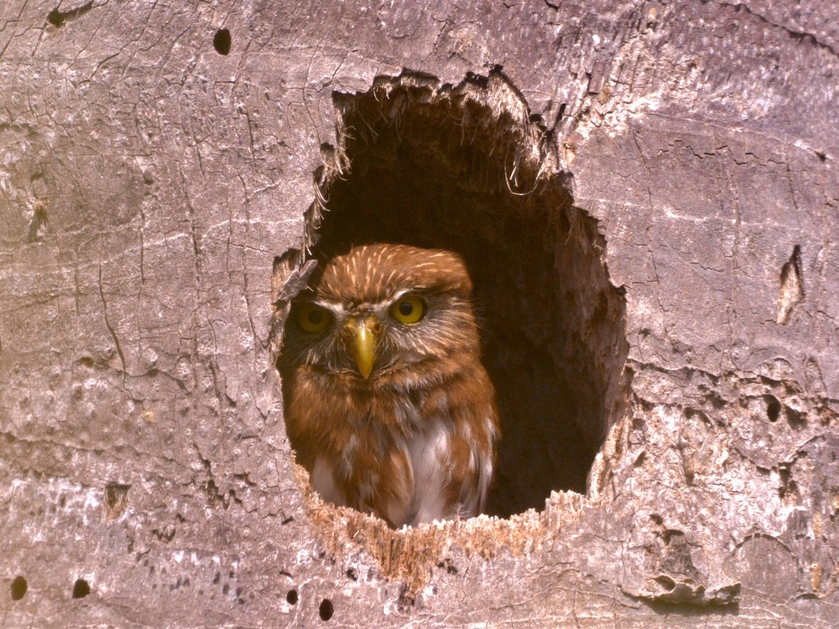 Ferruginous Pygmy-Owl - ML453076881