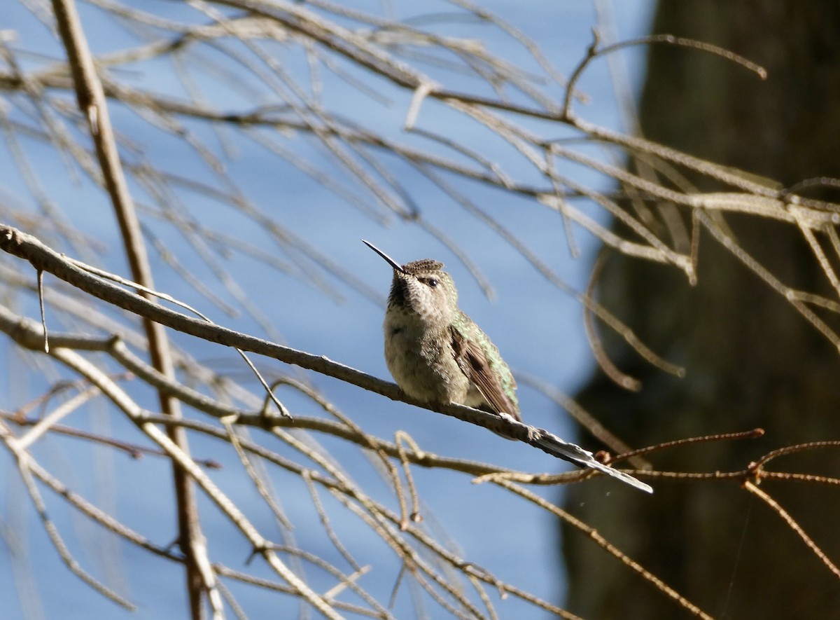 Anna's Hummingbird - Dwaine Talbot