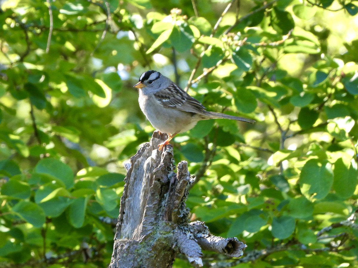 White-crowned Sparrow - Dwaine Talbot