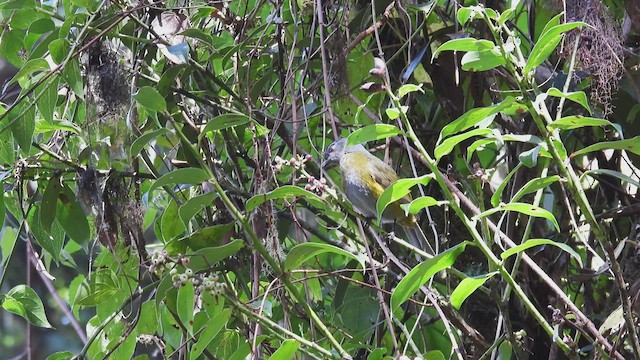 Black-and-yellow Silky-flycatcher - ML453084151