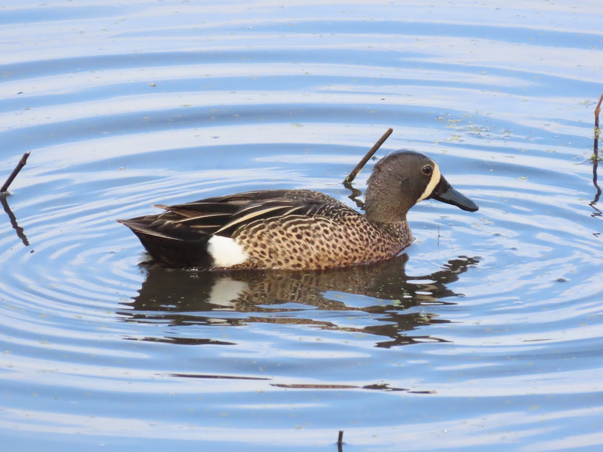 Blue-winged Teal - ML453088491