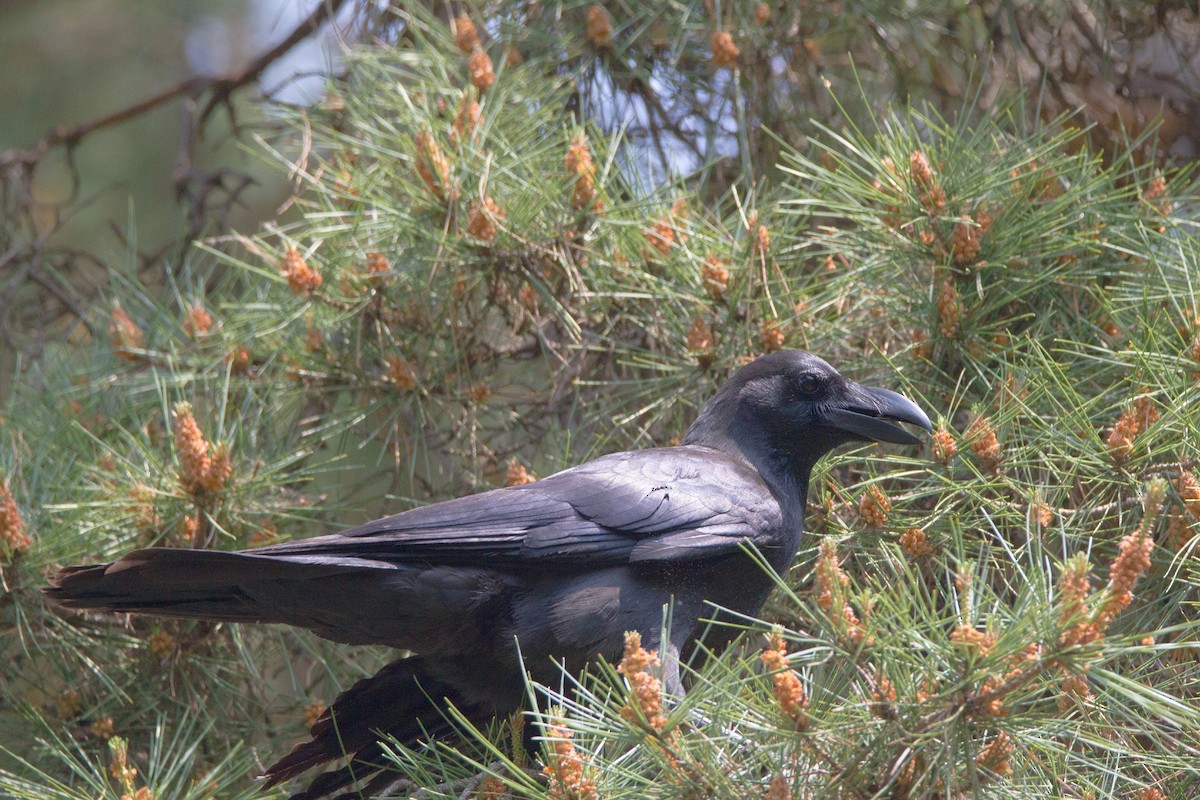 Large-billed Crow - ML453093111