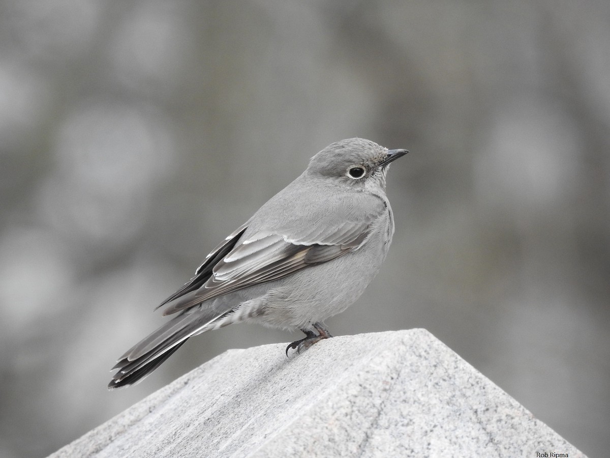 Townsend's Solitaire - ML45309651