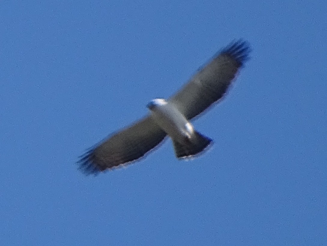 Black-and-white Hawk-Eagle - ML453101441