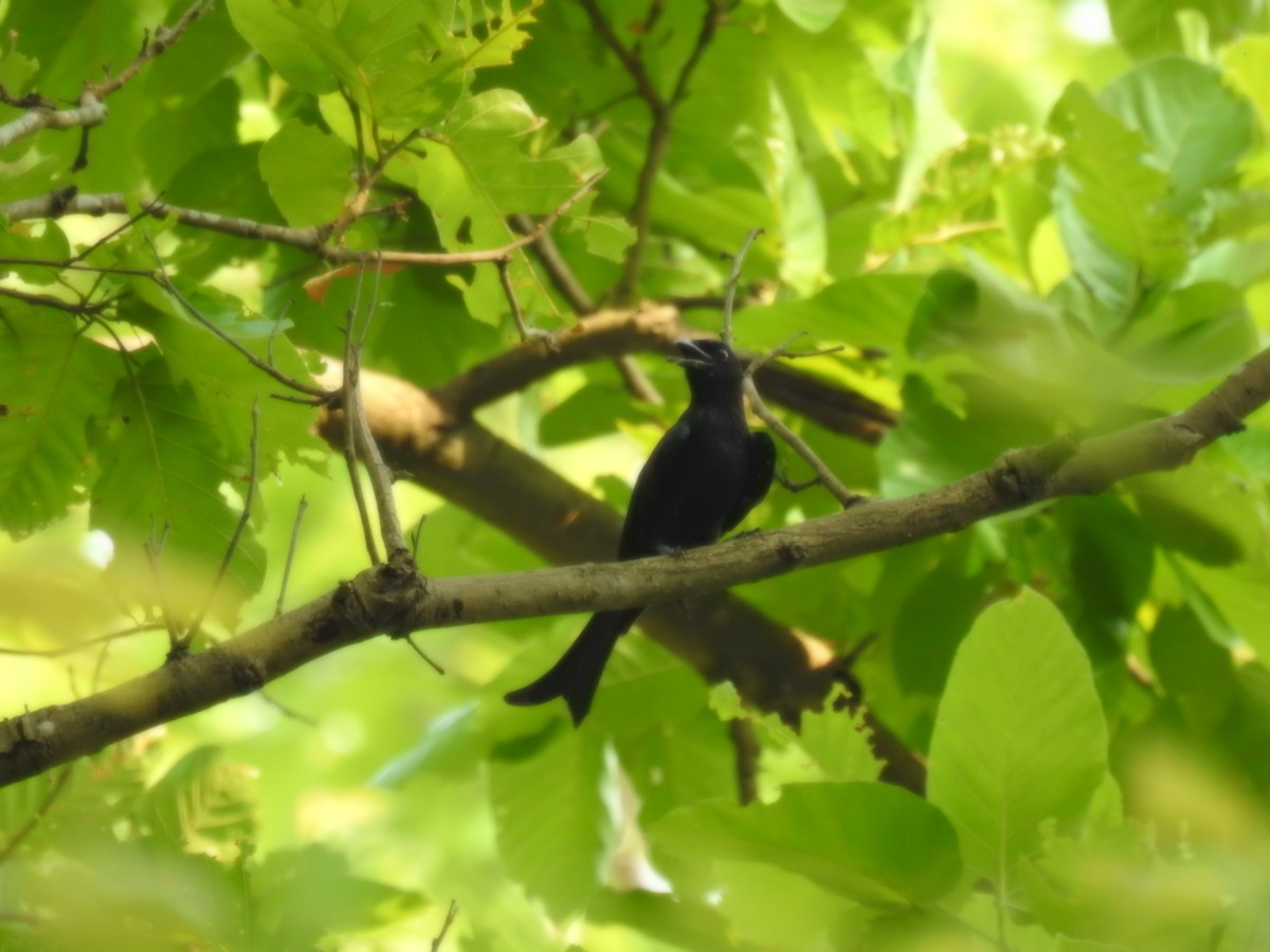 Crow-billed Drongo - ML453104021