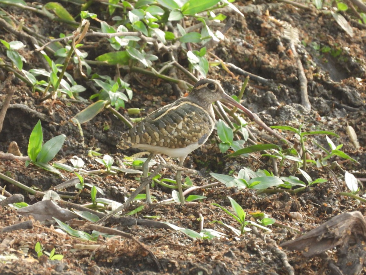 Greater Painted-Snipe - ML453104801