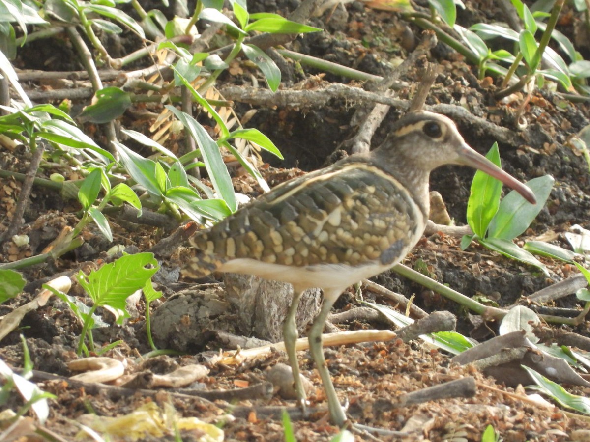 Greater Painted-Snipe - ML453104841