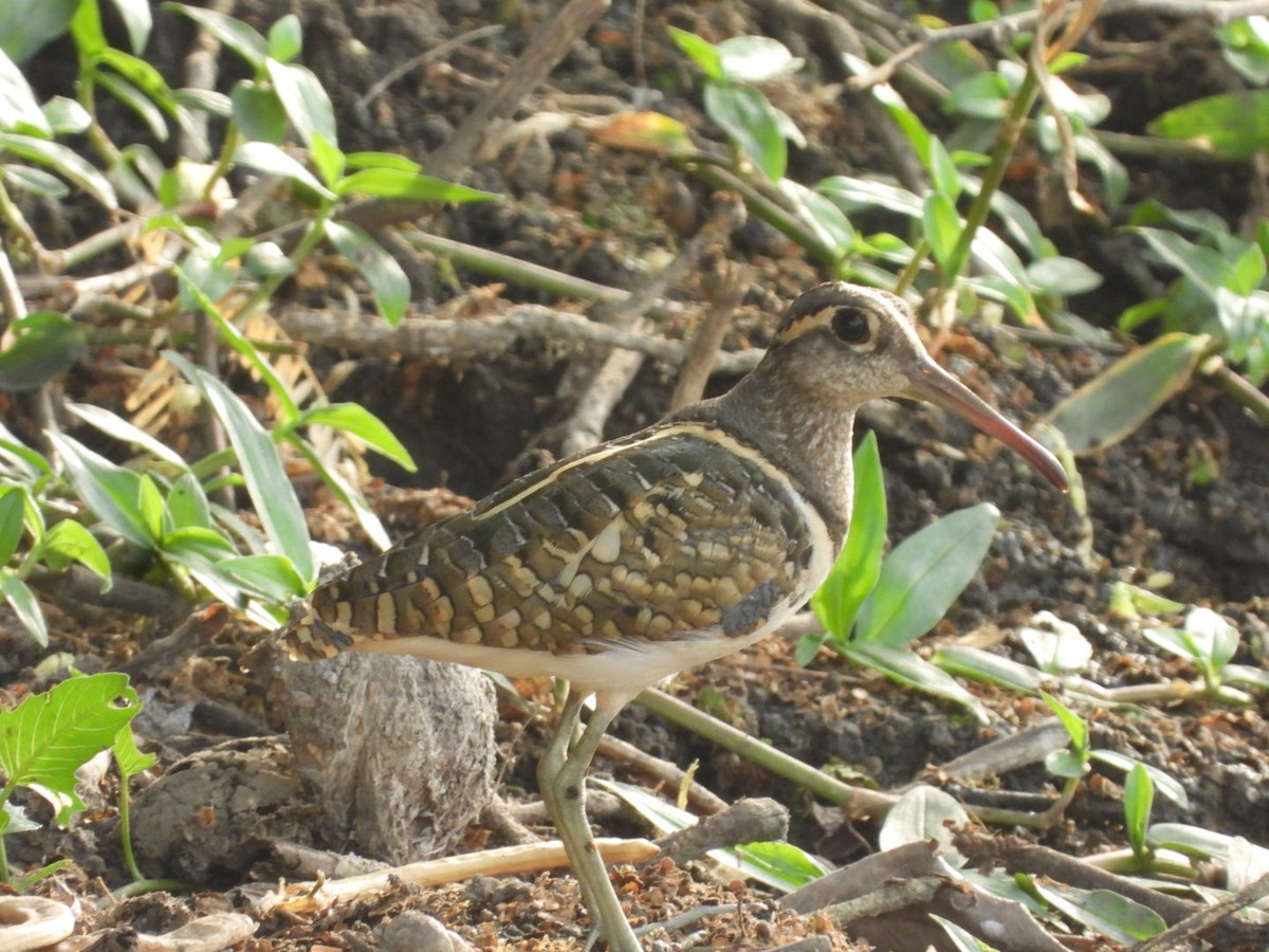 Greater Painted-Snipe - ML453104881