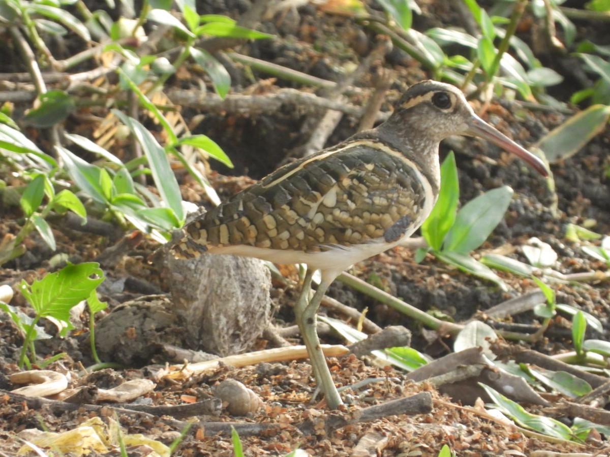 Greater Painted-Snipe - ML453104891