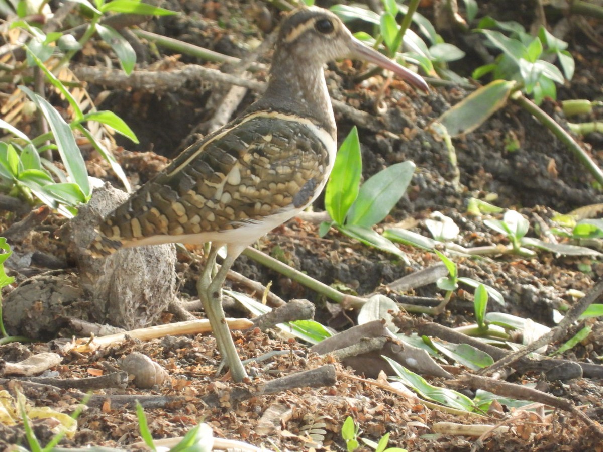 Greater Painted-Snipe - ML453104901