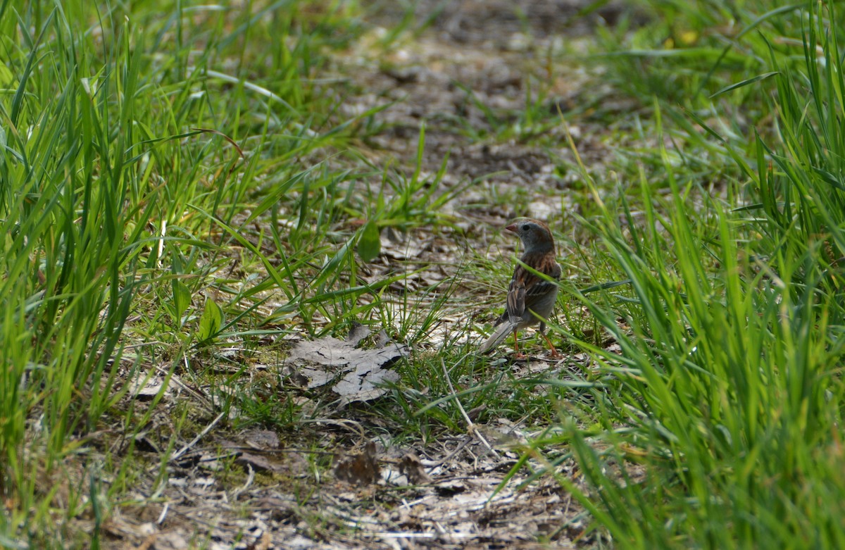 Field Sparrow - "Chia" Cory Chiappone ⚡️
