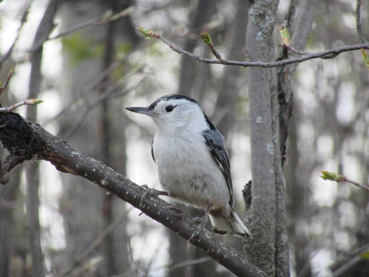 White-breasted Nuthatch - ML453105851