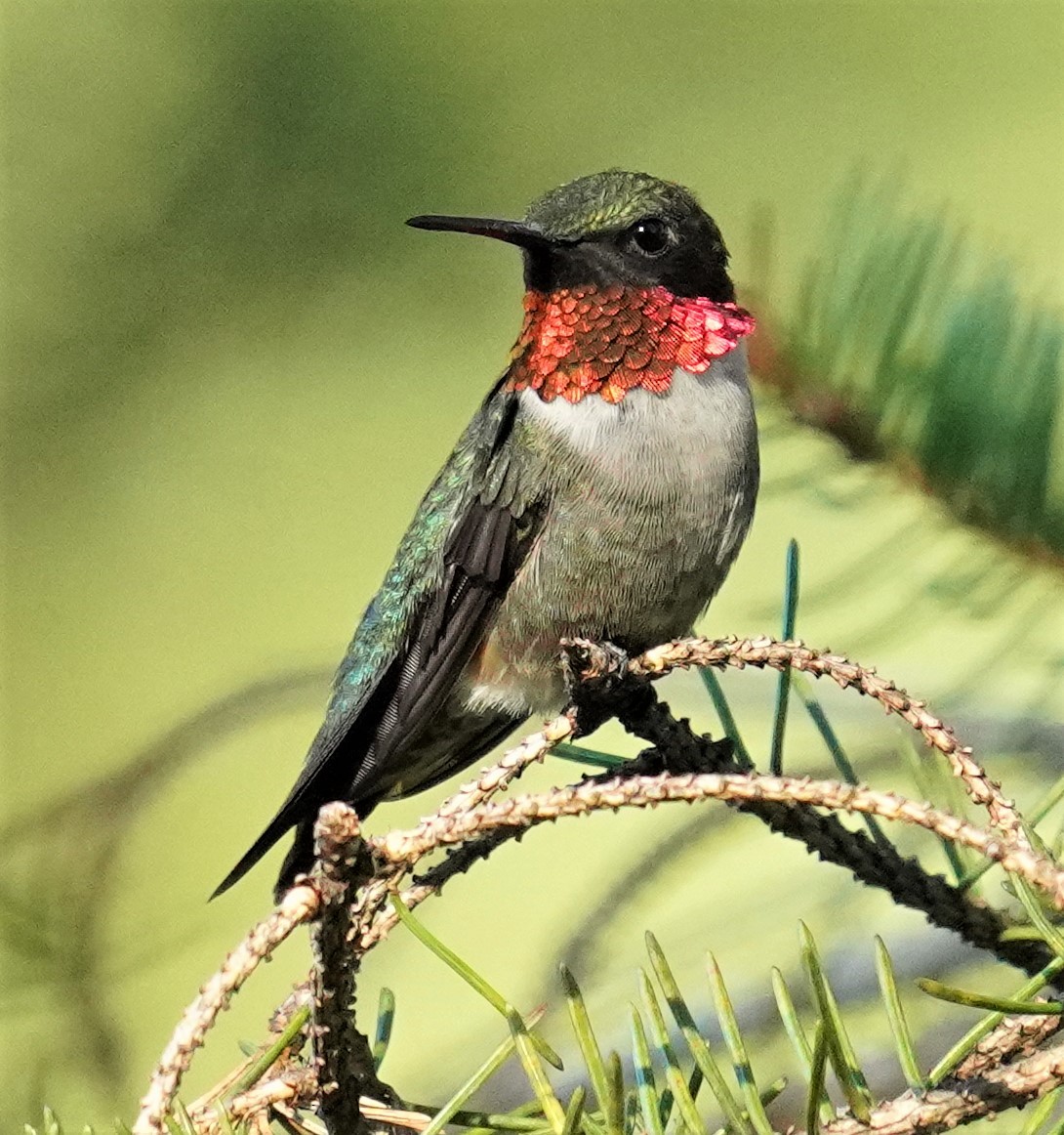 Ruby-throated Hummingbird - William Burkert