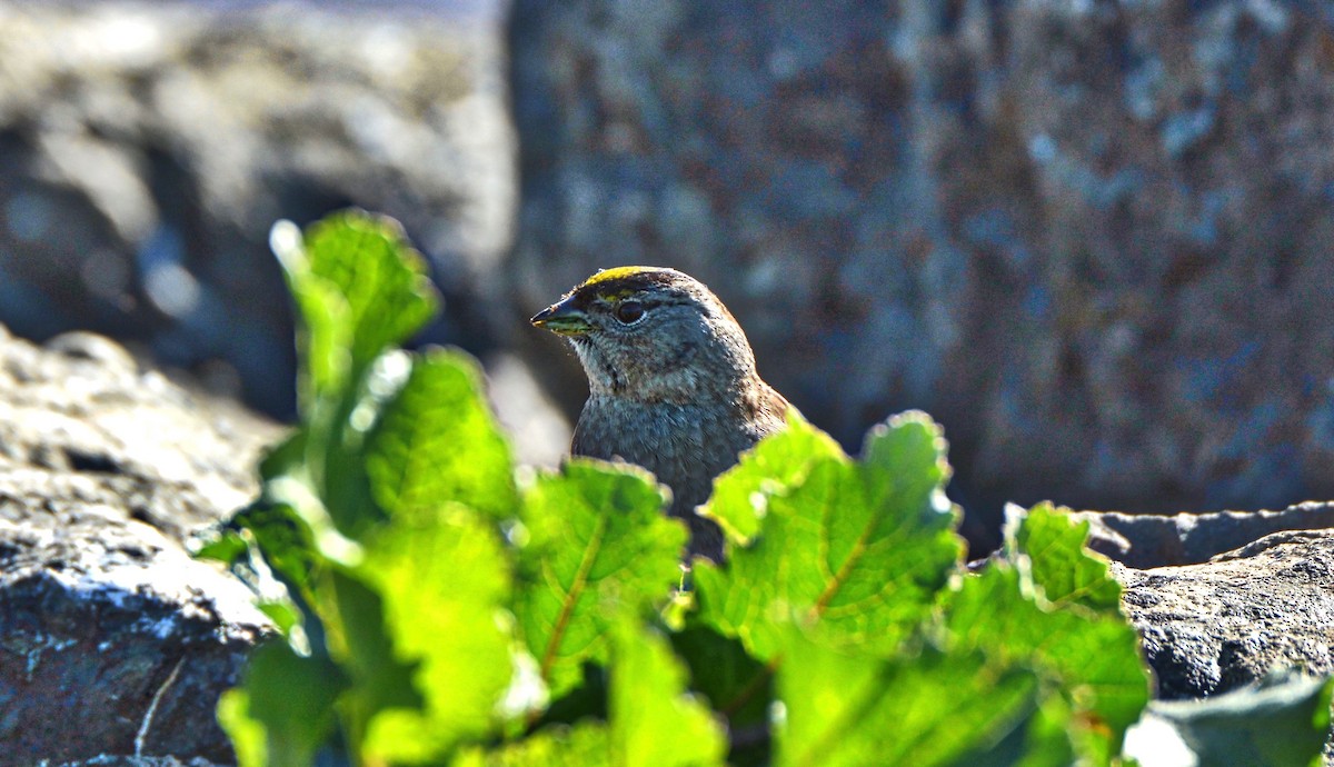 Golden-crowned Sparrow - ML45311131