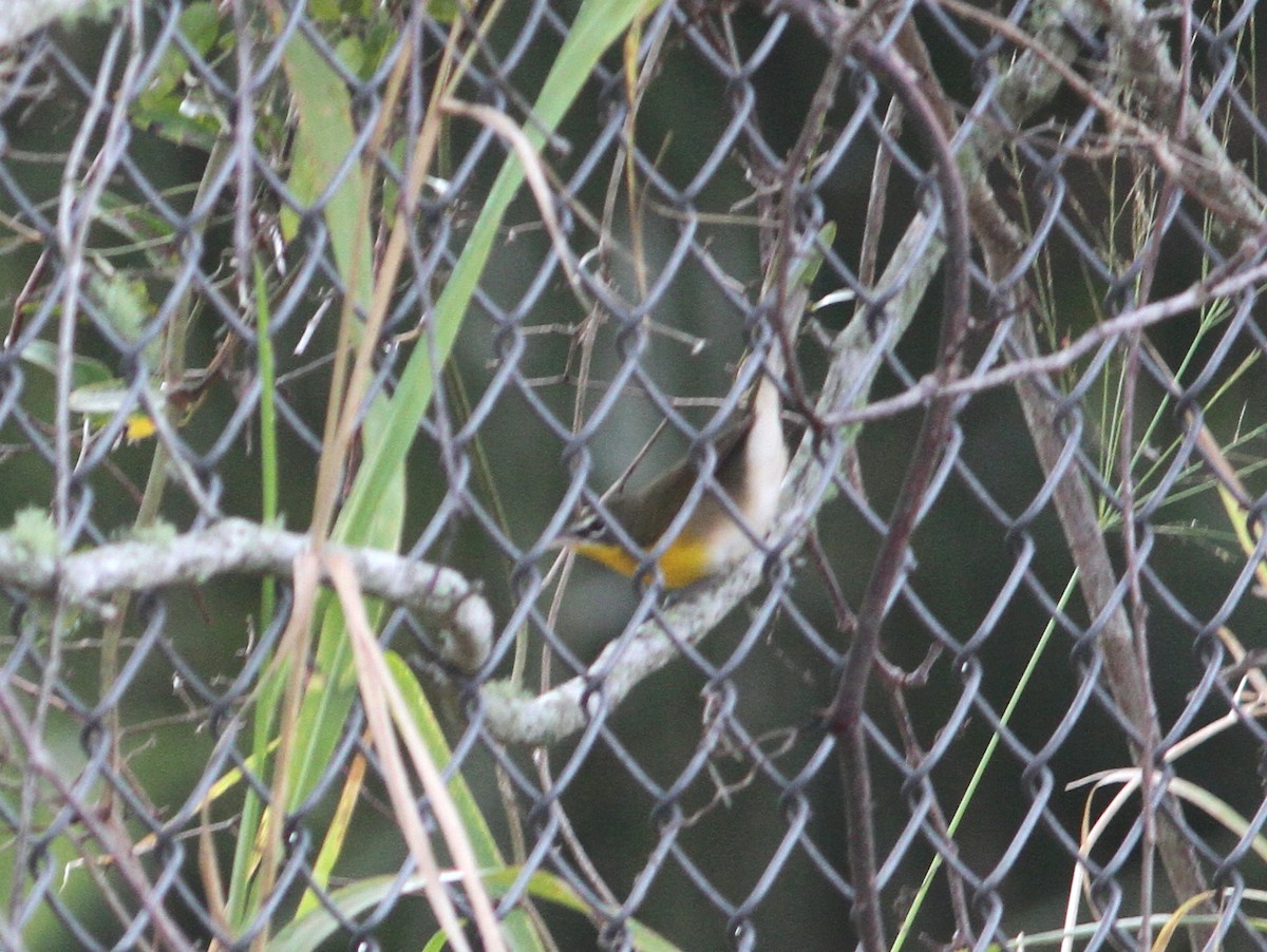 Yellow-breasted Chat - ML45311141