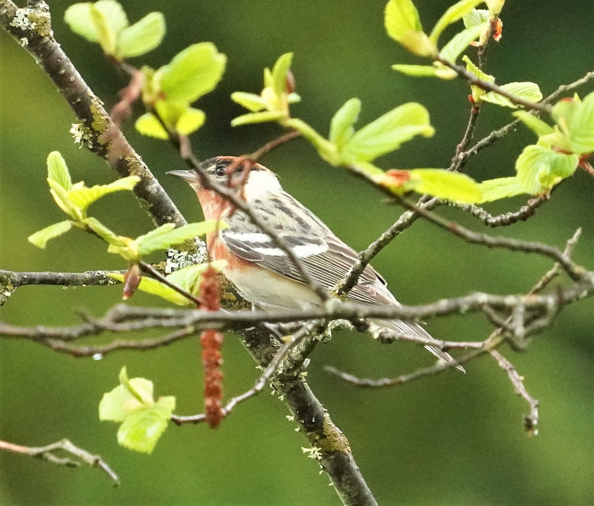 Bay-breasted Warbler - ML453113871