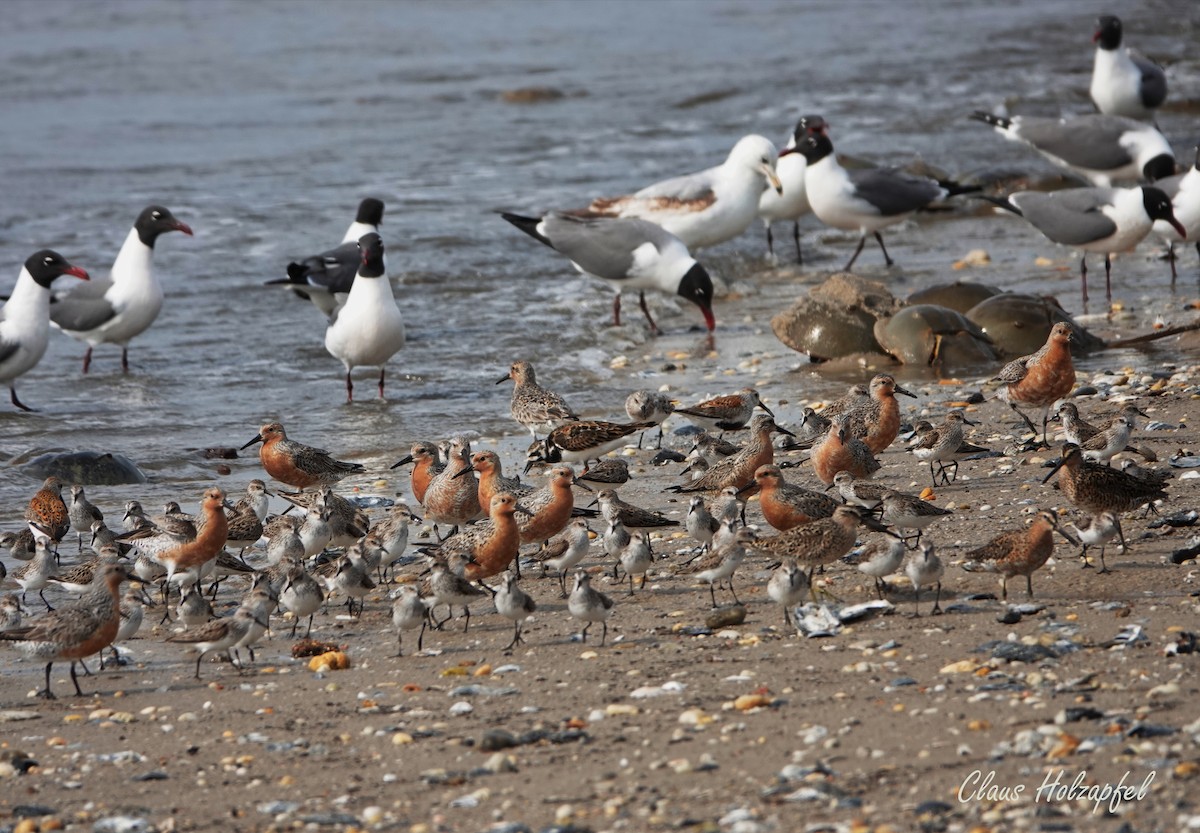 Red Knot - ML453128961