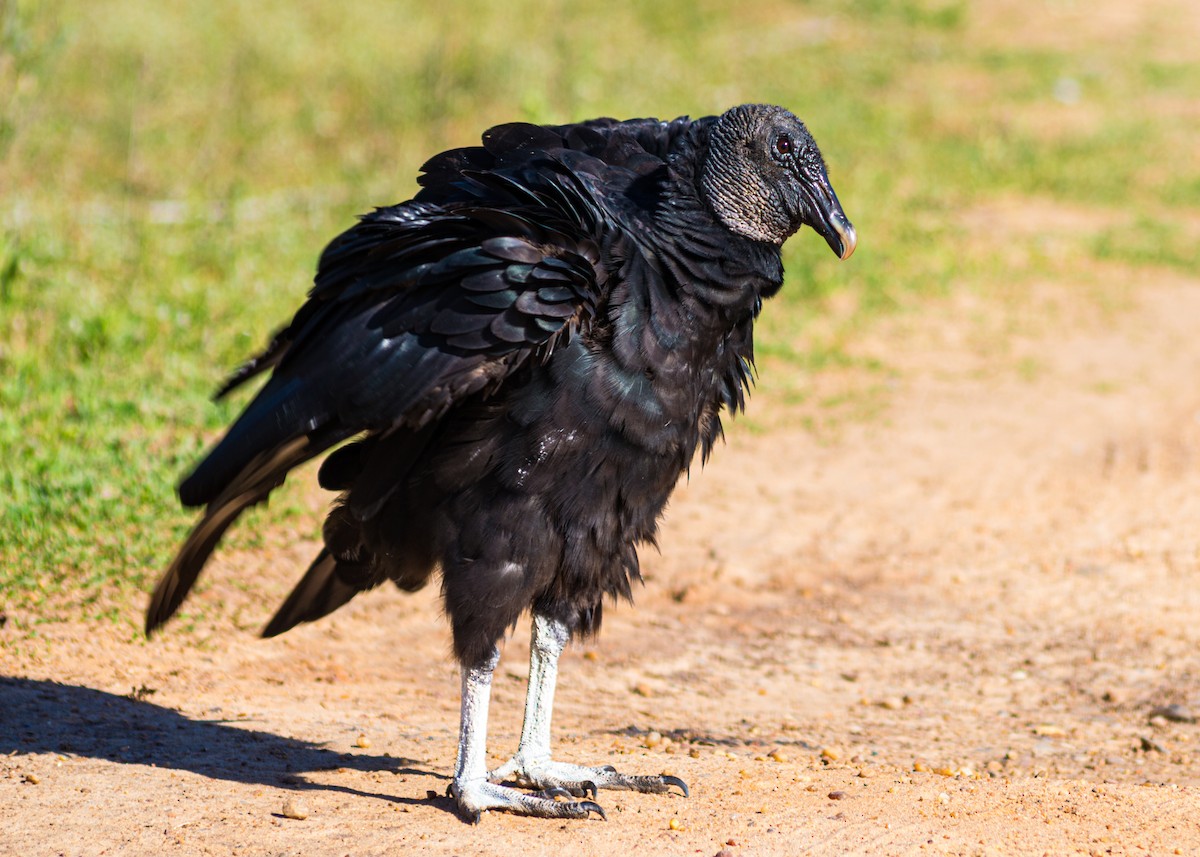 Black Vulture - ML453130811
