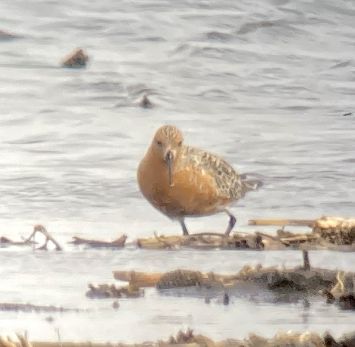 Red Knot - ML453133641