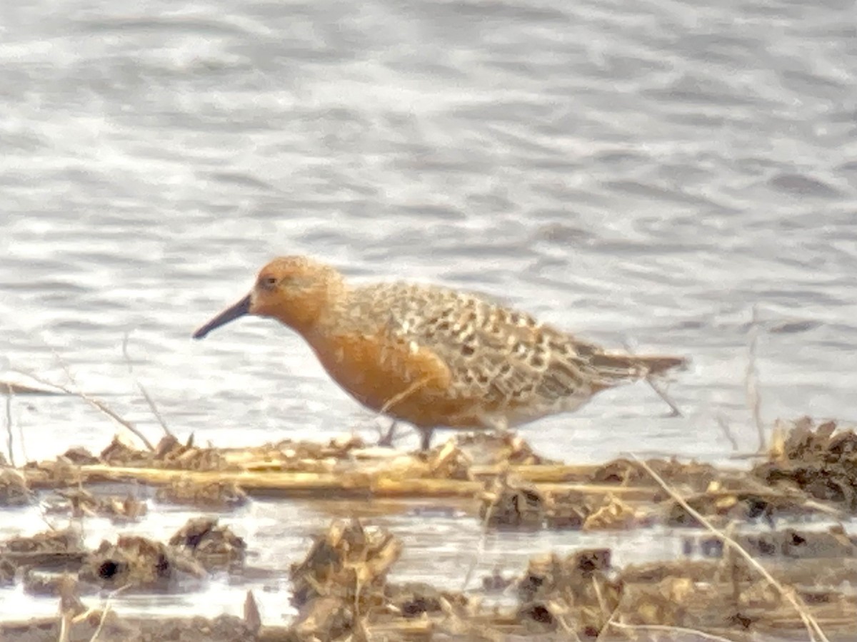 Red Knot - ML453133651