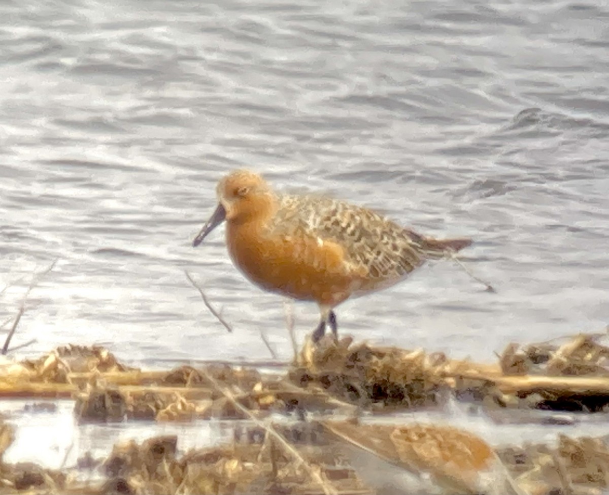 Red Knot - ML453133661