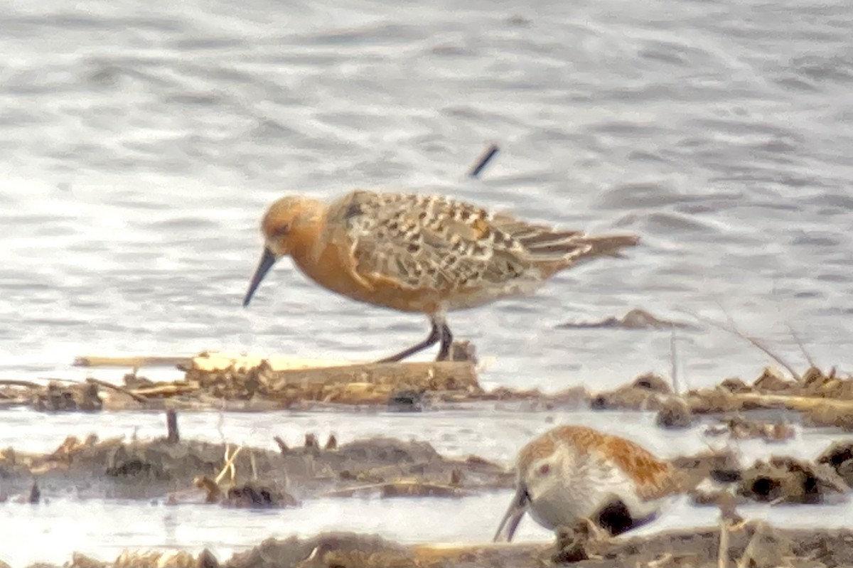 Red Knot - ML453133681