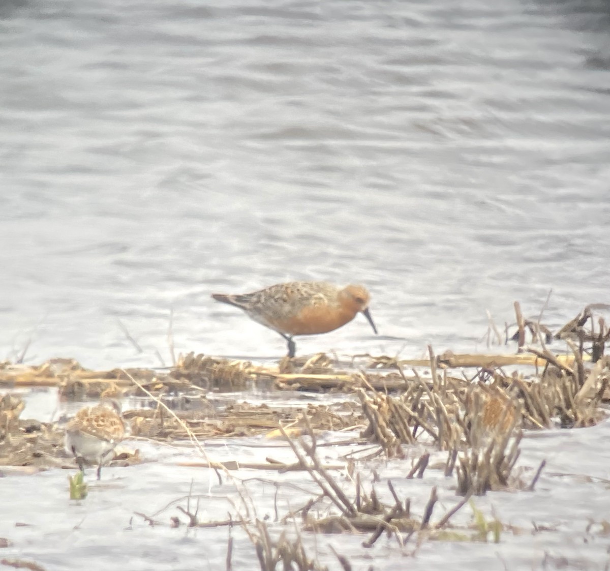 Red Knot - ML453133691