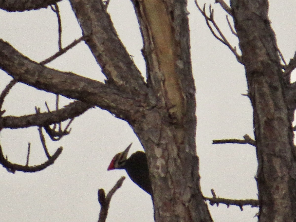 Pileated Woodpecker - Bob Greenleaf