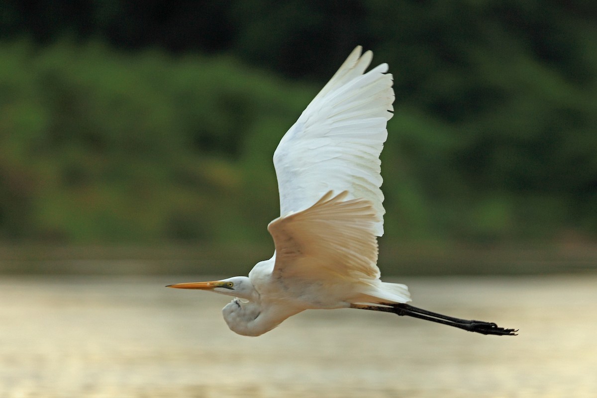 Great Egret (modesta) - Nigel Voaden