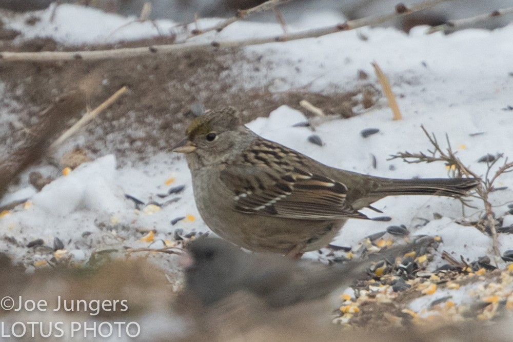 Golden-crowned Sparrow - Joe Jungers