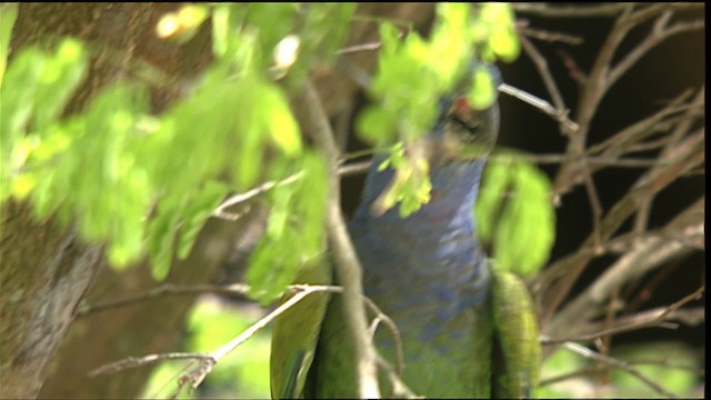 Blue-headed Parrot (Blue-headed) - ML453159