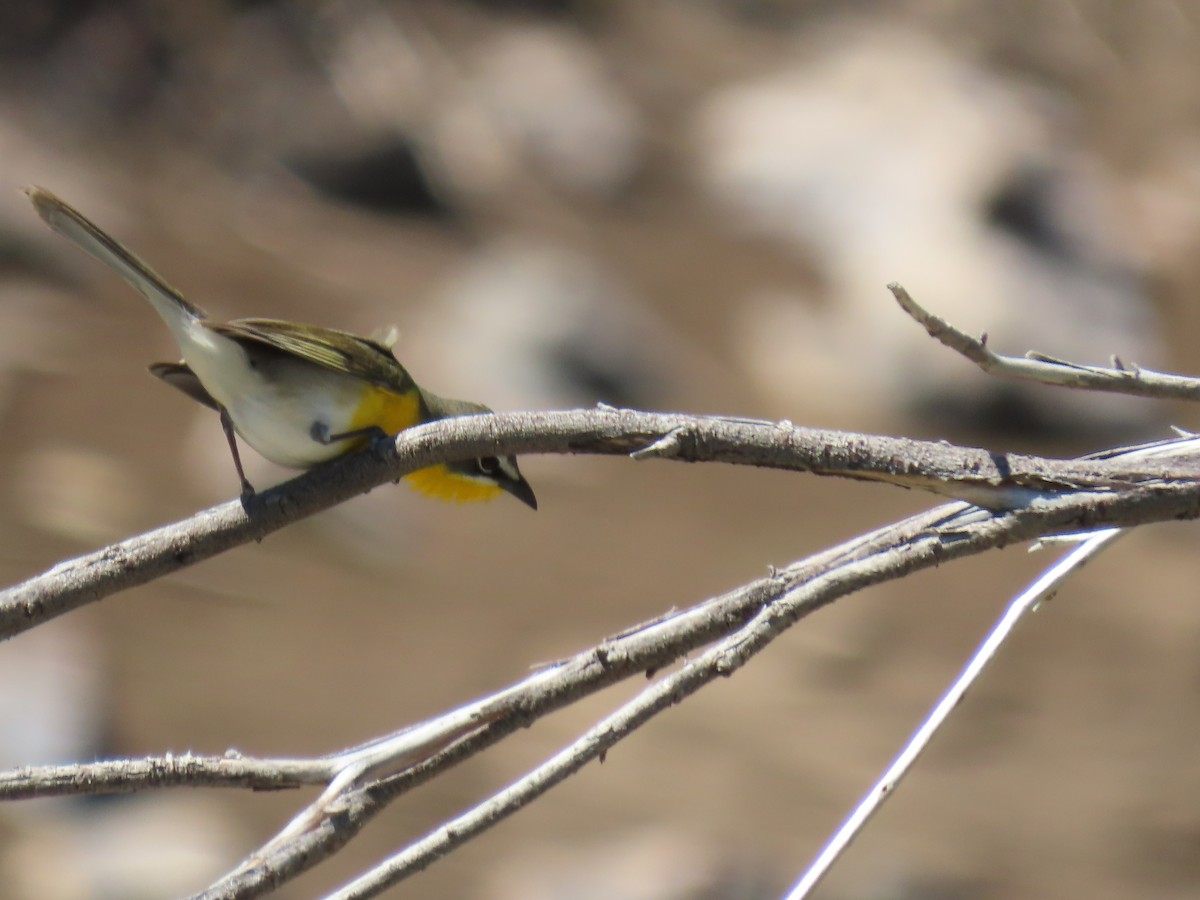 Yellow-breasted Chat - ML453164041